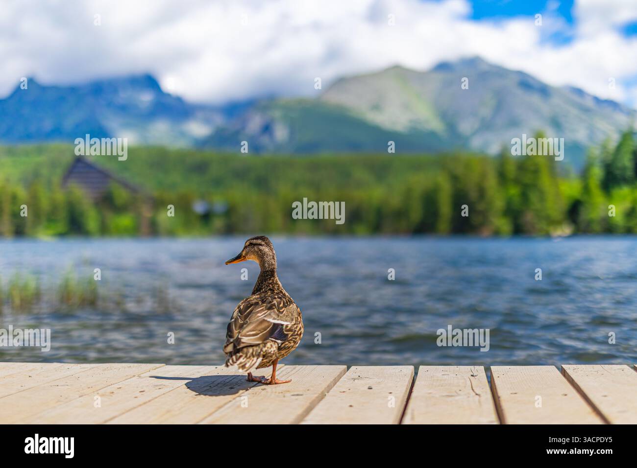 Eine einsame Ente steht auf einer rustikalen Holzterrasse mit Blick auf einen ruhigen See mit majestätischen Bergen im Hintergrund und fängt die friedliche Tierwelt und Szene ein Stockfoto