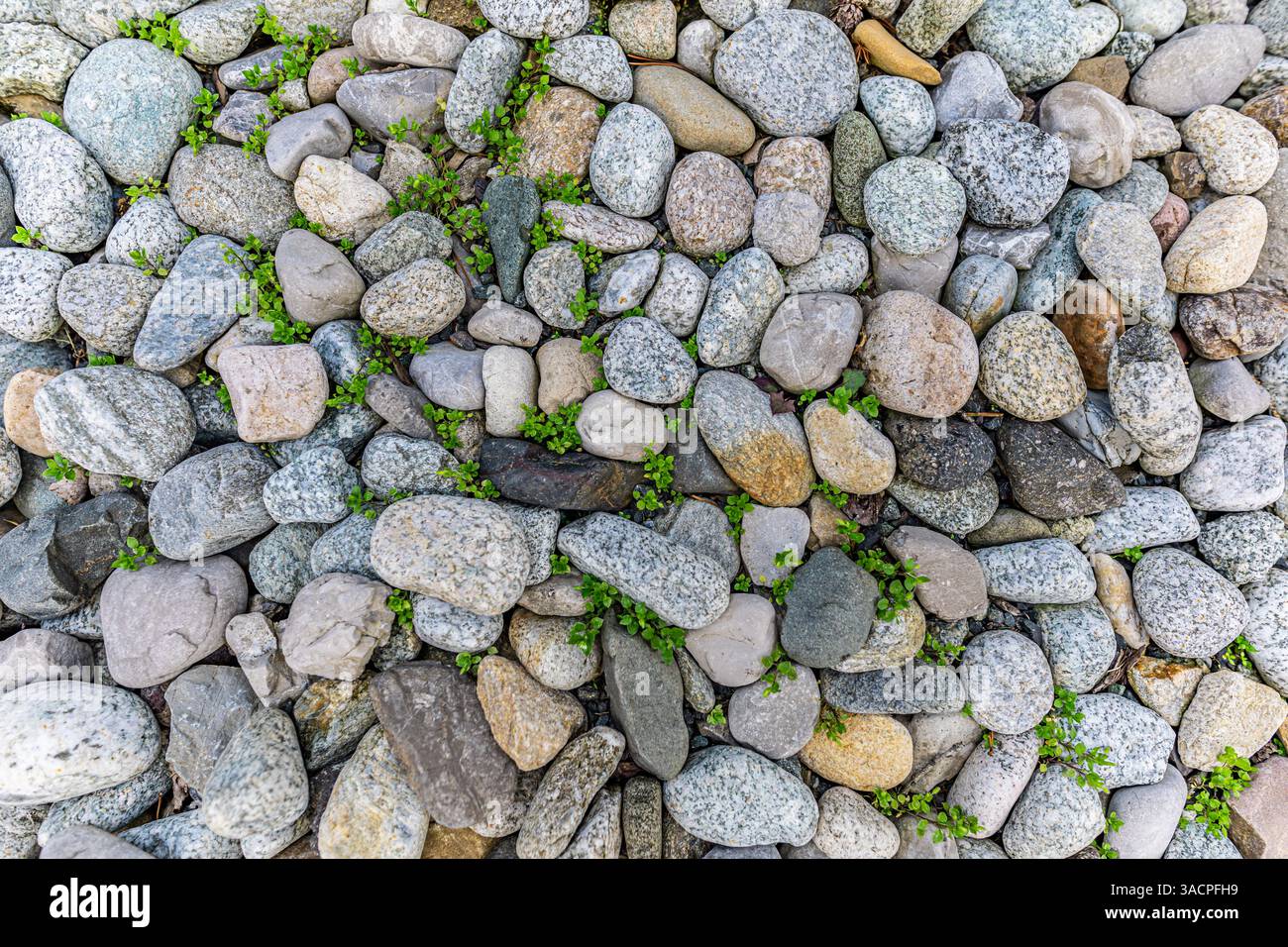 Hintergrund der Gartenkiesel. Künstlerischer Hintergrund der Draufsicht. Graue Kieselstruktur, die einem Natursteinhintergrund ähnelt, grau, Kieselsteine, Textur, natürlich Stockfoto