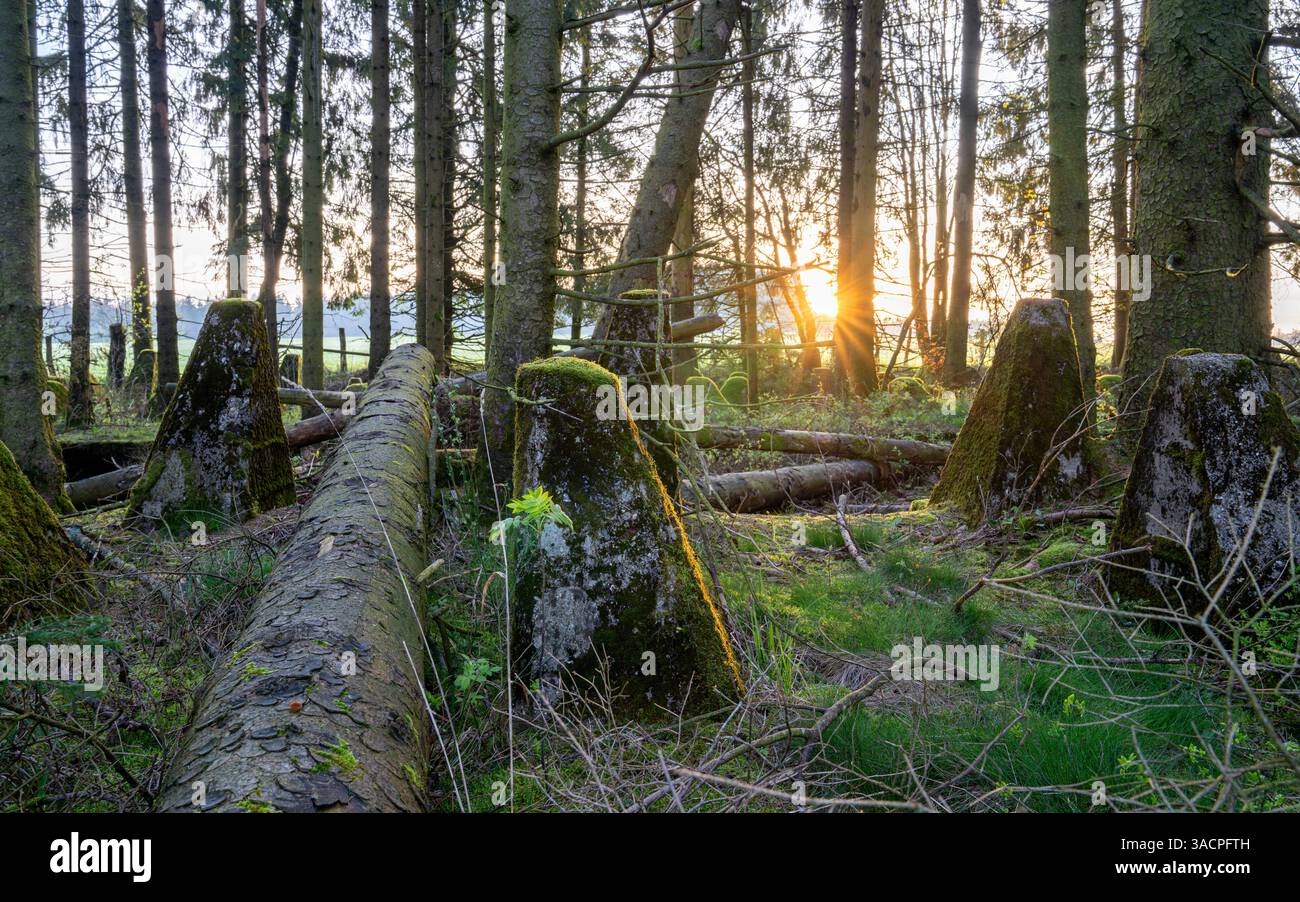 Drachenzähne, Relikte des Zweiten Weltkriegs auf Westdeutschland, Westwall bei Hellenthal, Eifel, Nordrhein-Westfalen Stockfoto Drachenzähne, Relikte des Zweiten Weltkriegs auf Westdeutschland, Westwall bei Hellenthal, Eifel, Nordrhein-Westfalen Stockfoto