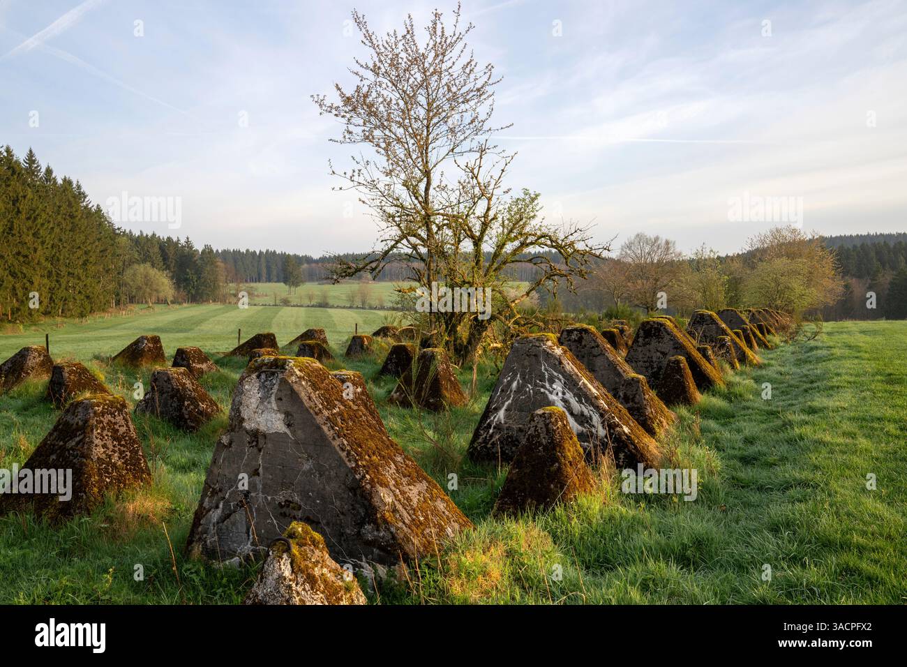 Drachenzähne, Relikte des Zweiten Weltkriegs auf Westdeutschland, Westwall bei Hellenthal, Eifel, Nordrhein-Westfalen Stockfoto Drachenzähne, Relikte des Zweiten Weltkriegs auf Westdeutschland, Westwall bei Hellenthal, Eifel, Nordrhein-Westfalen Stockfoto