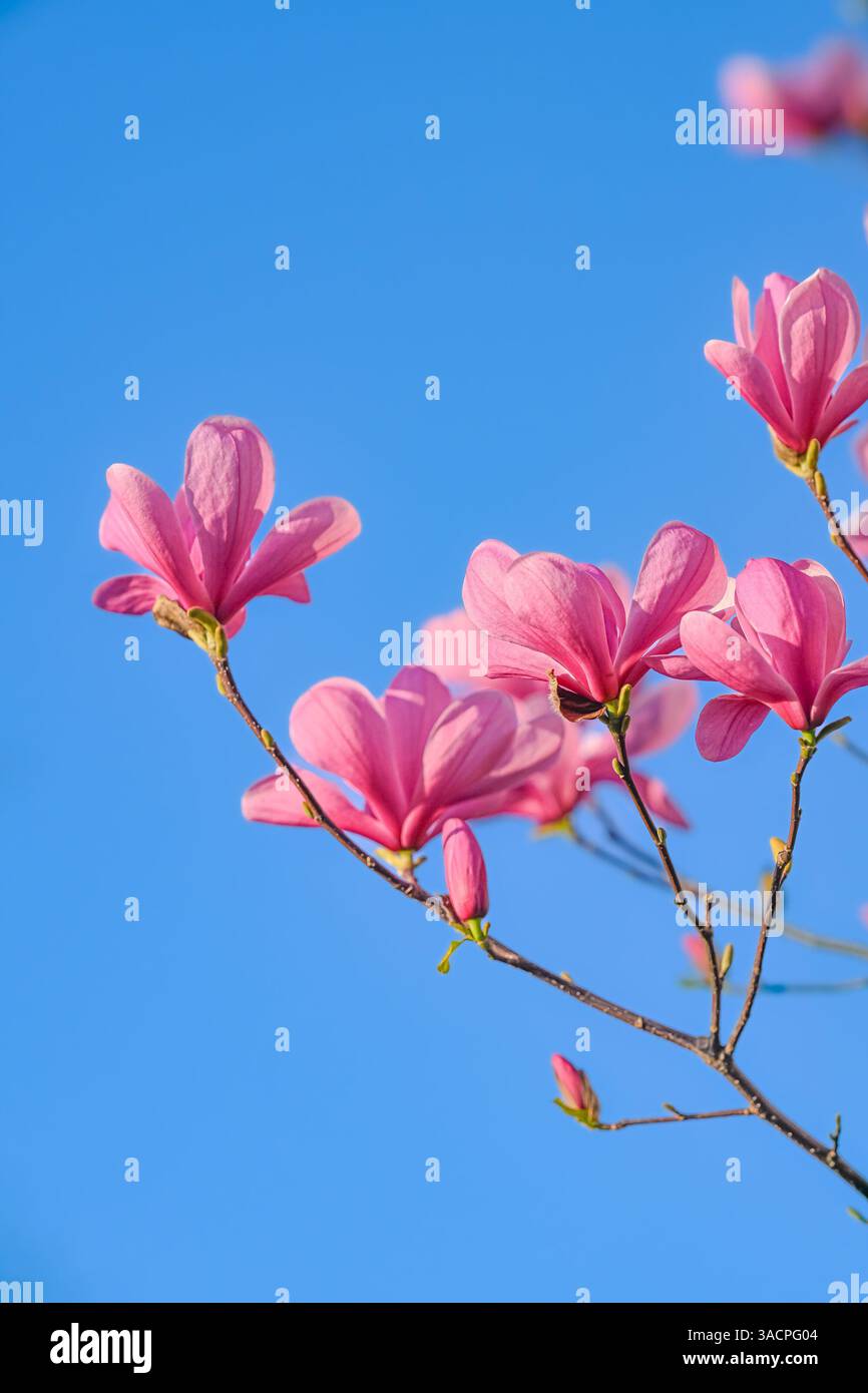Rosa Blüten, Magnolienblüten, blauer Himmel Stockfoto