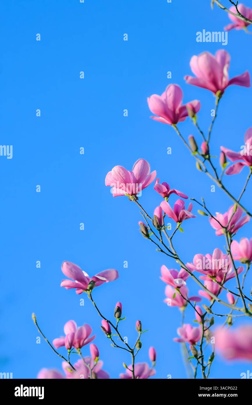 Rosa Blüten, Magnolienblüten, blauer Himmel Stockfoto