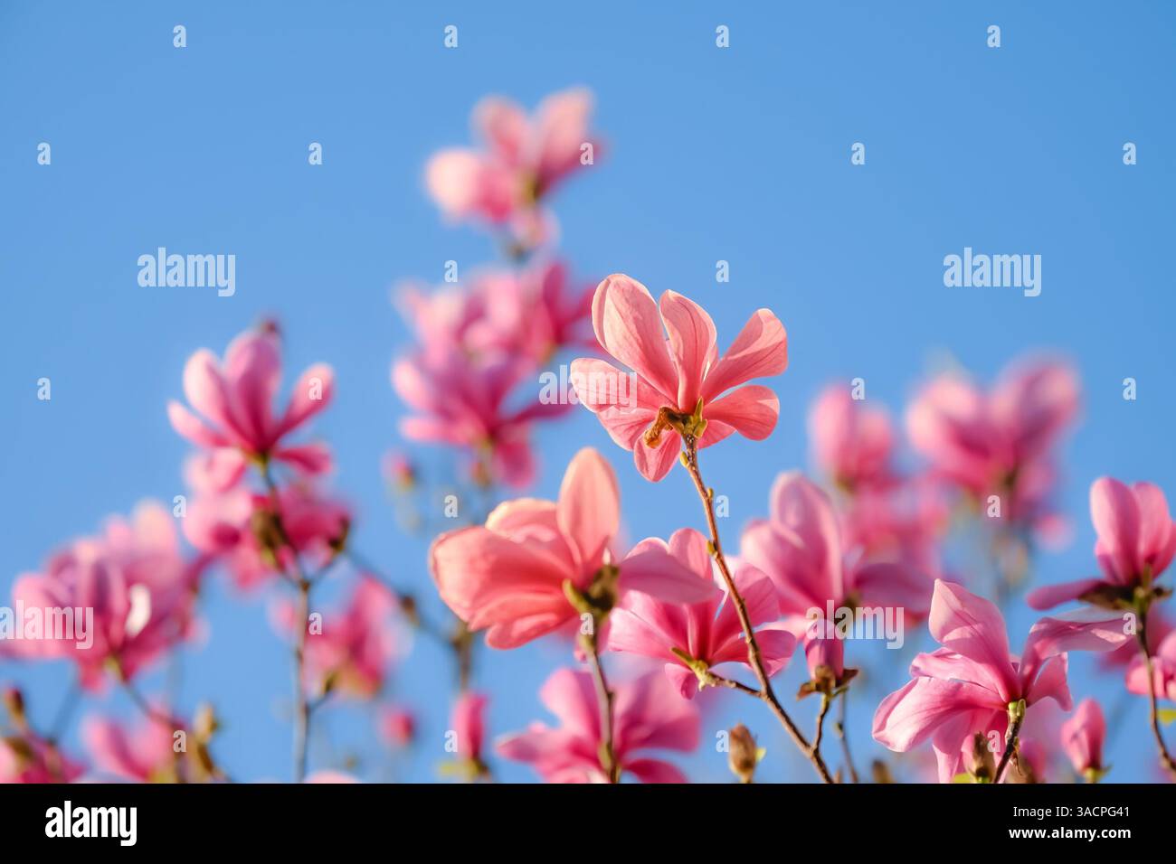 Rosa Blüten, Magnolienblüten, blauer Himmel Stockfoto