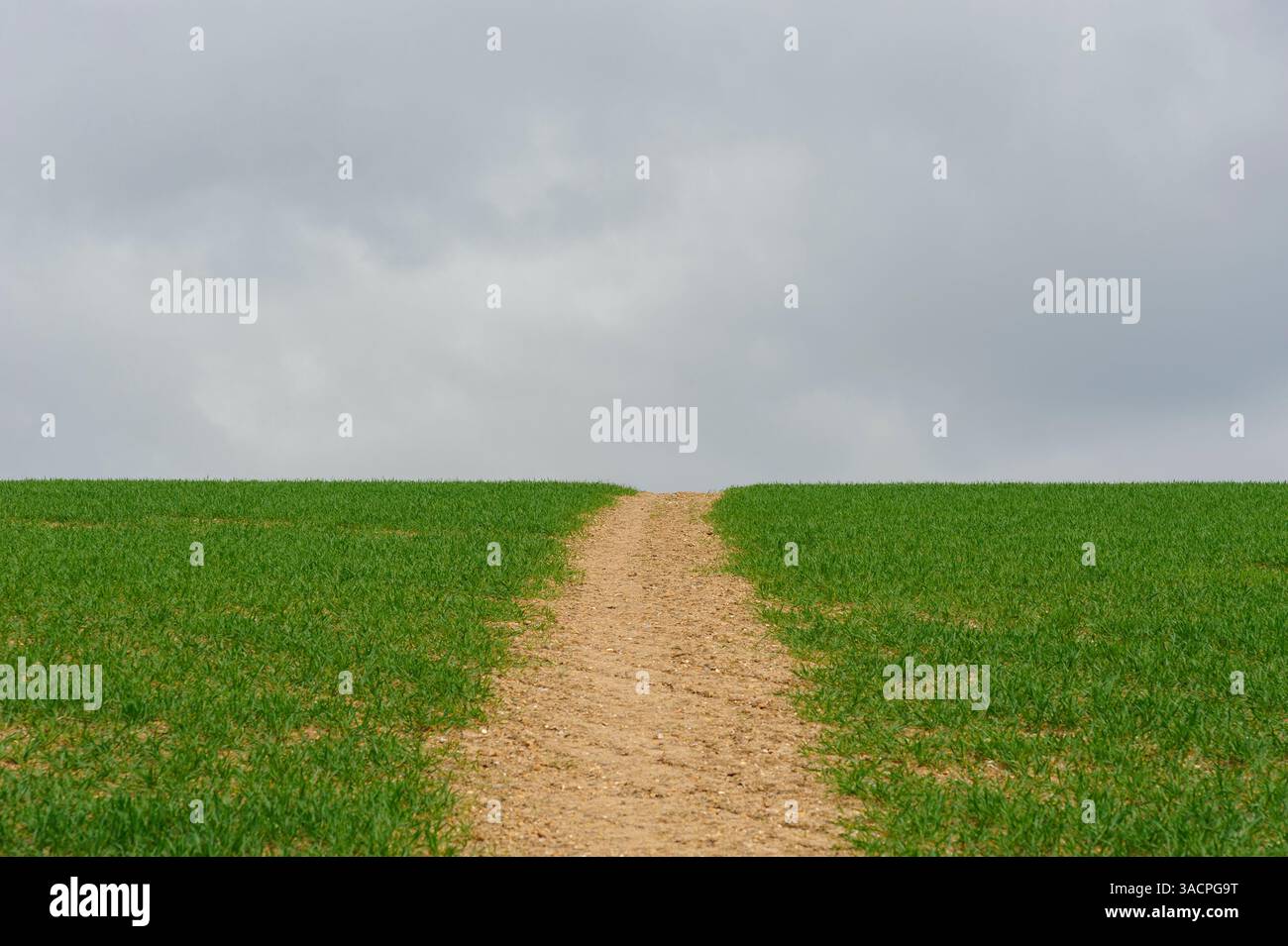 Pfad durch grünes Erntefeld Stockfoto