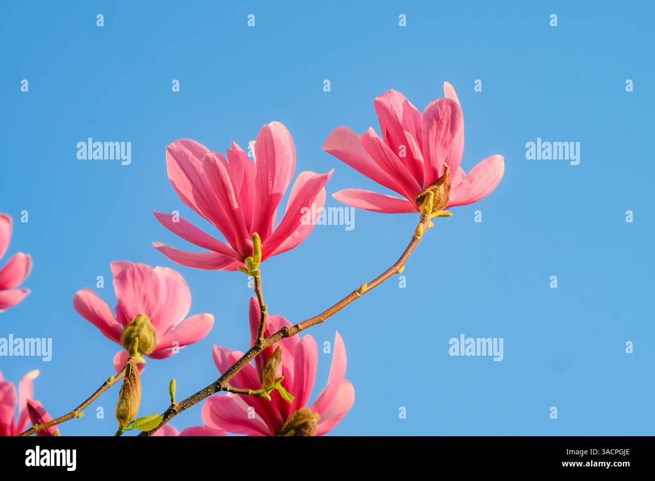 Rosa Blüten, Magnolienblüten, blauer Himmel Stockfoto