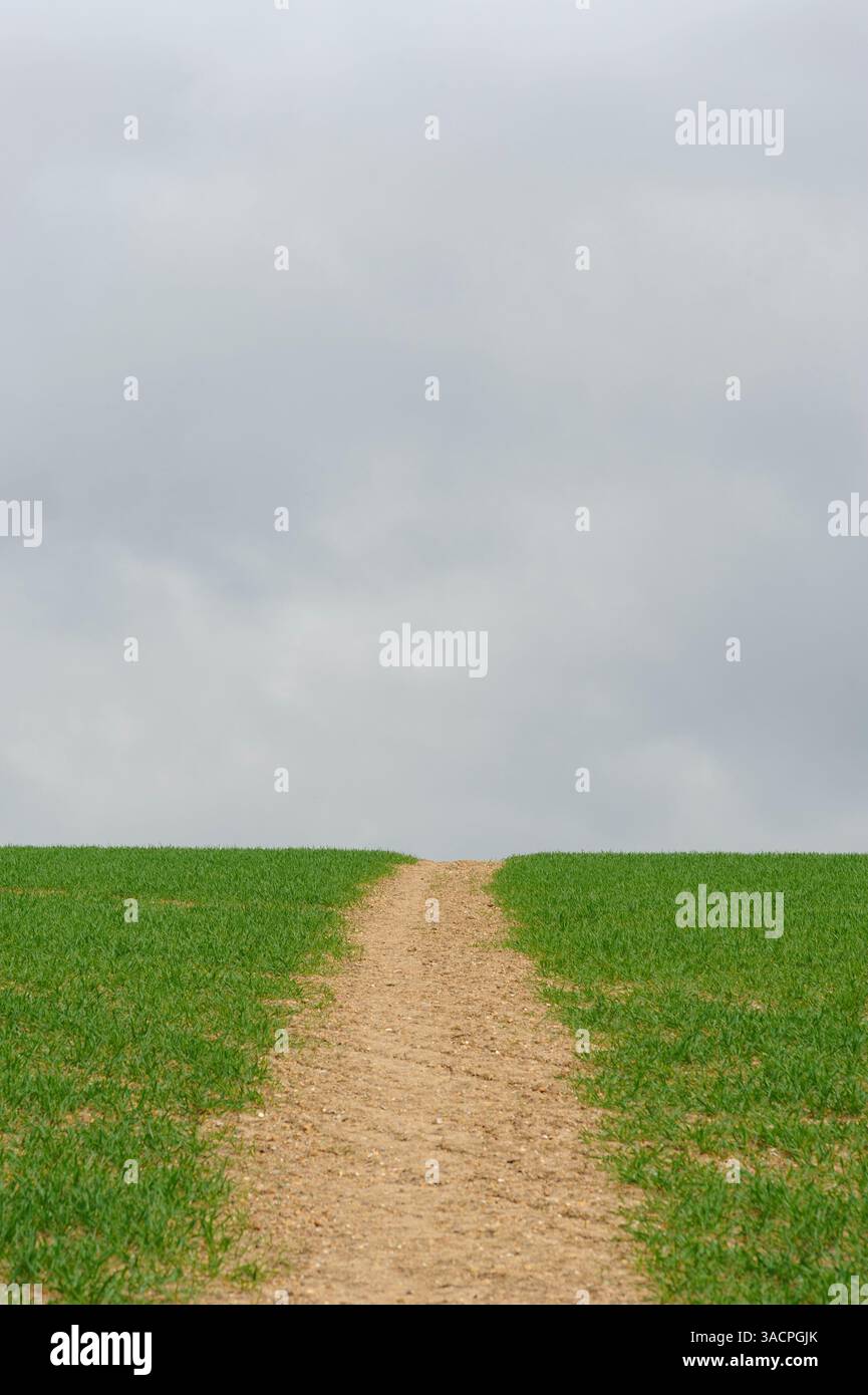 Pfad durch grünes Erntefeld Stockfoto