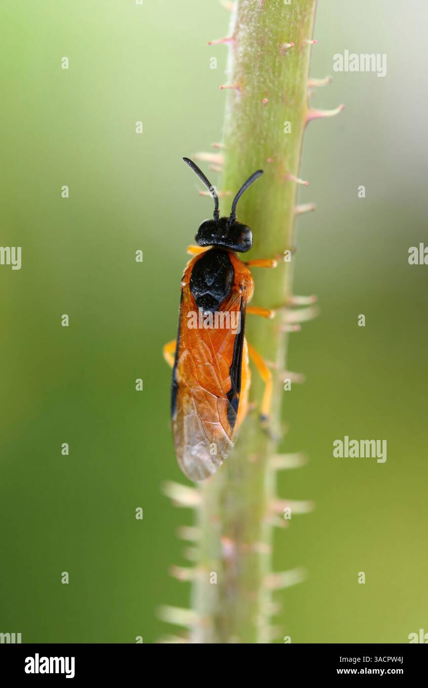 Nahaufnahme einer argiden Sägefliege, auch bekannt als Arge ochropus, die sich an einem dorngrünen Stamm in einer lebhaften Umgebung im Freien festhält Stockfoto