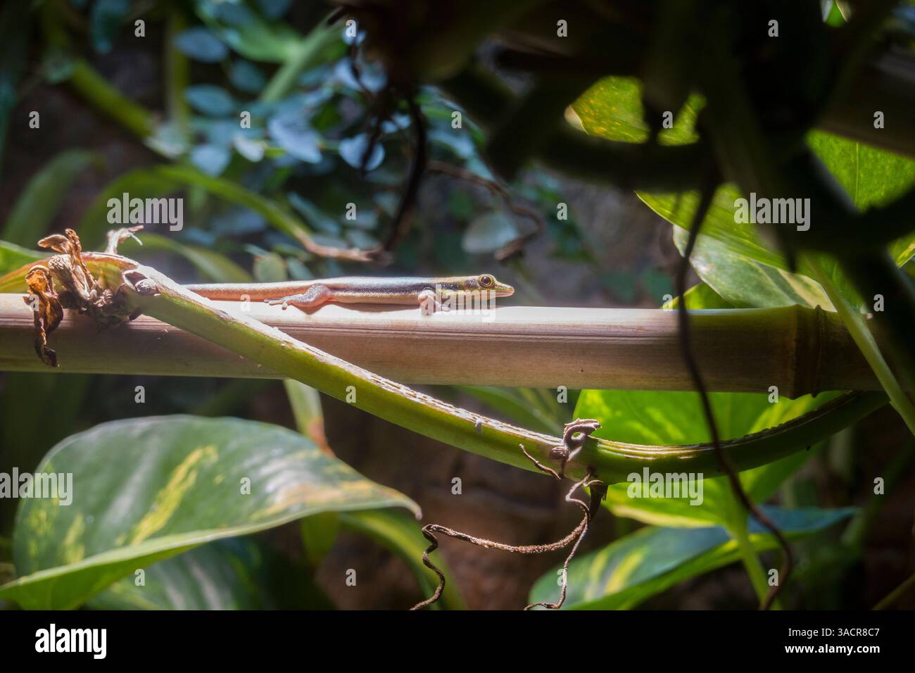Blauer Bambus-Taggecko (Phelsuma klemmeri) in einem Terrarium  Stockfotografie - Alamy
