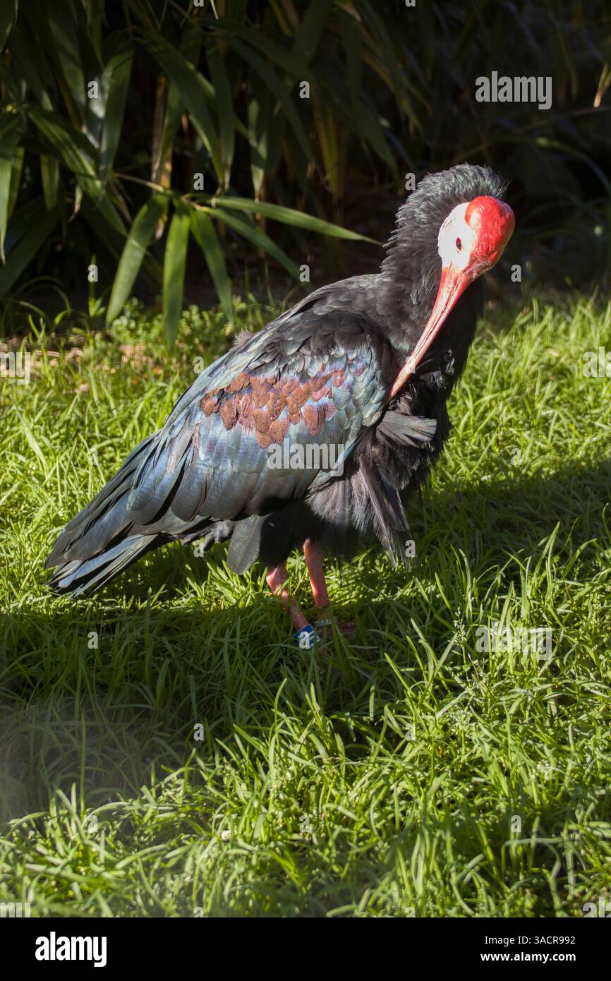 Glatze Ibis (Geronticus calvus) im Zoo Stockfoto