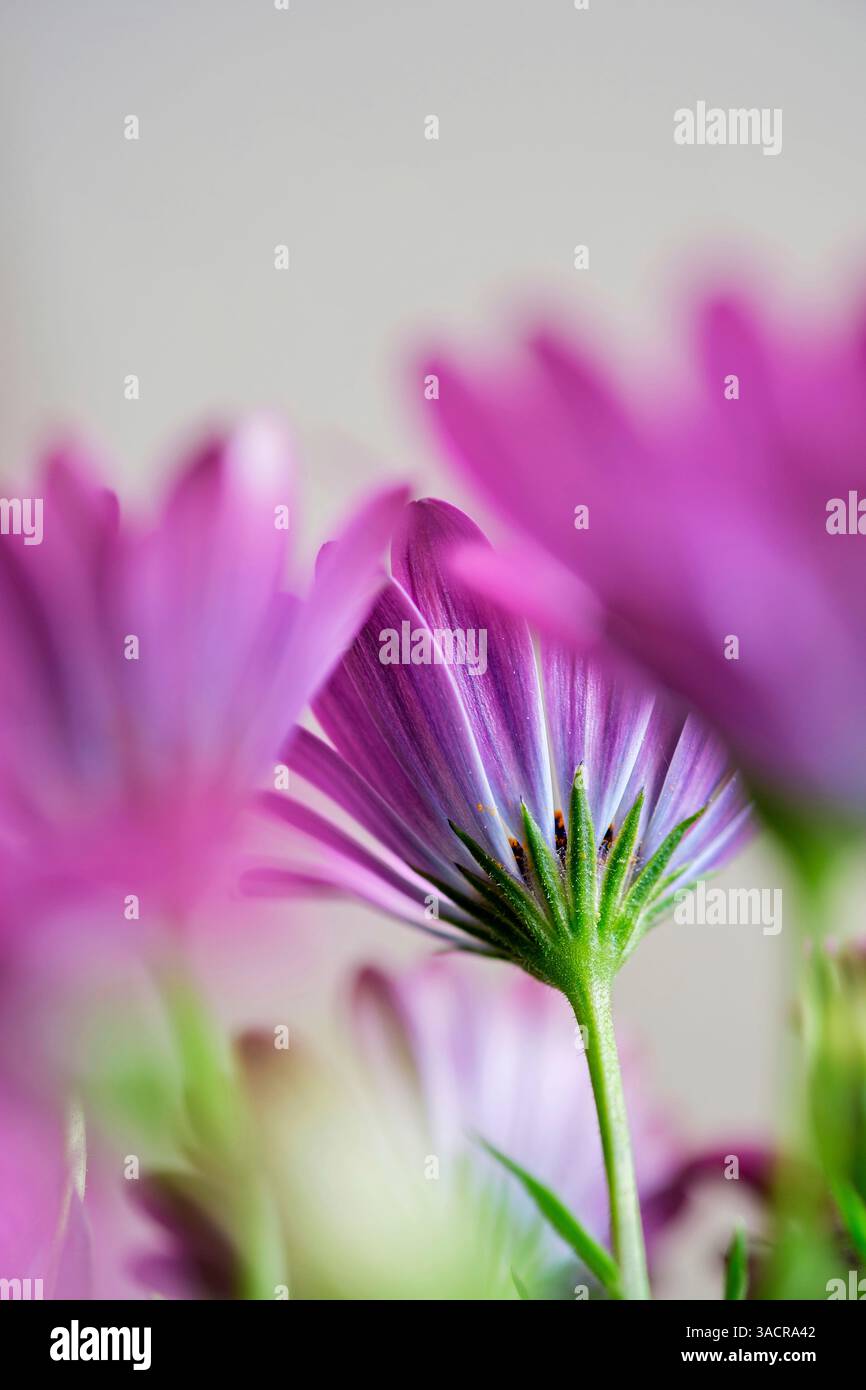 Lila Blüten mit grünem Stiel Stockfoto