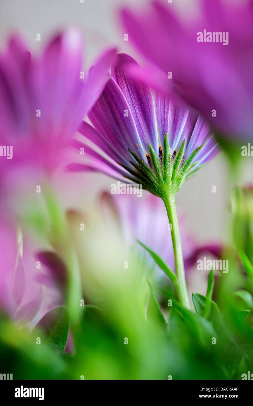 Lila Blüten mit grünem Stiel Stockfoto