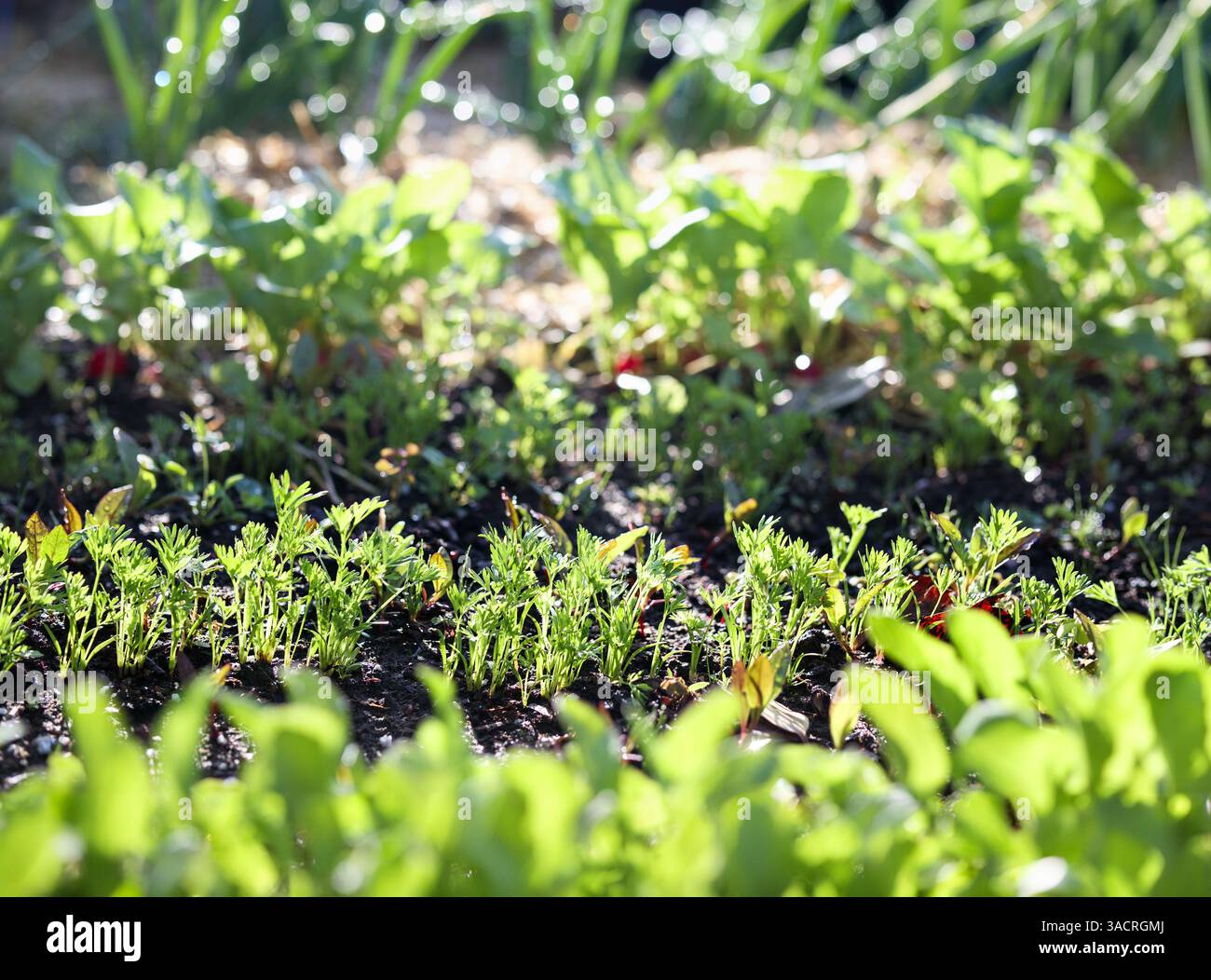 Verschiedene Gemüsereihen im Garten mit unscharfem Gemüse. Rucola, Karotten, Radieschen und Lauchpflanzen, die im Frühlingsgarten wachsen. Blattgemüse Stockfoto