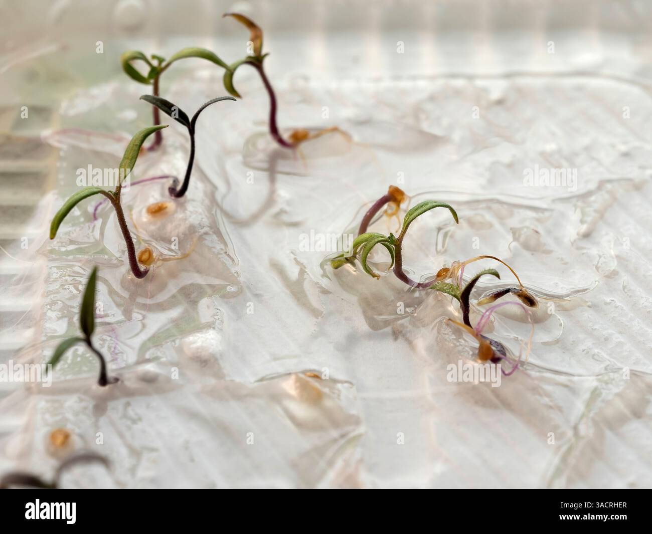 Junge Setzlinge mit leuchtend grünen Blättern und violetten Stämmen, die auf feuchter Oberfläche aus Samen hervorgehen. Stockfoto
