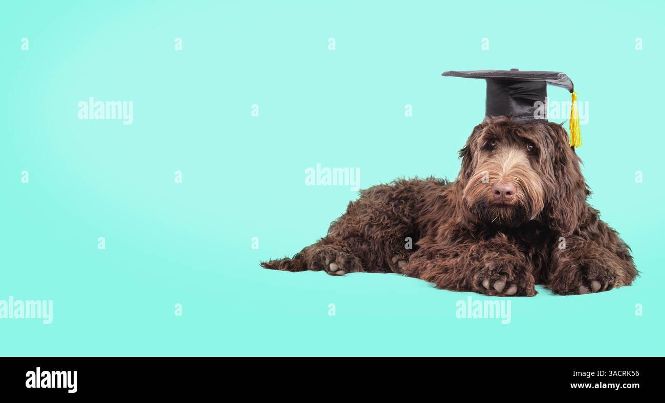 Welpe mit Graduiertenhut auf farbigem Hintergrund. PET-Konzept für Abschlussfeiern, Ausbildungskurse, akademische Zertifizierungen oder Diplome. Voll Stockfoto