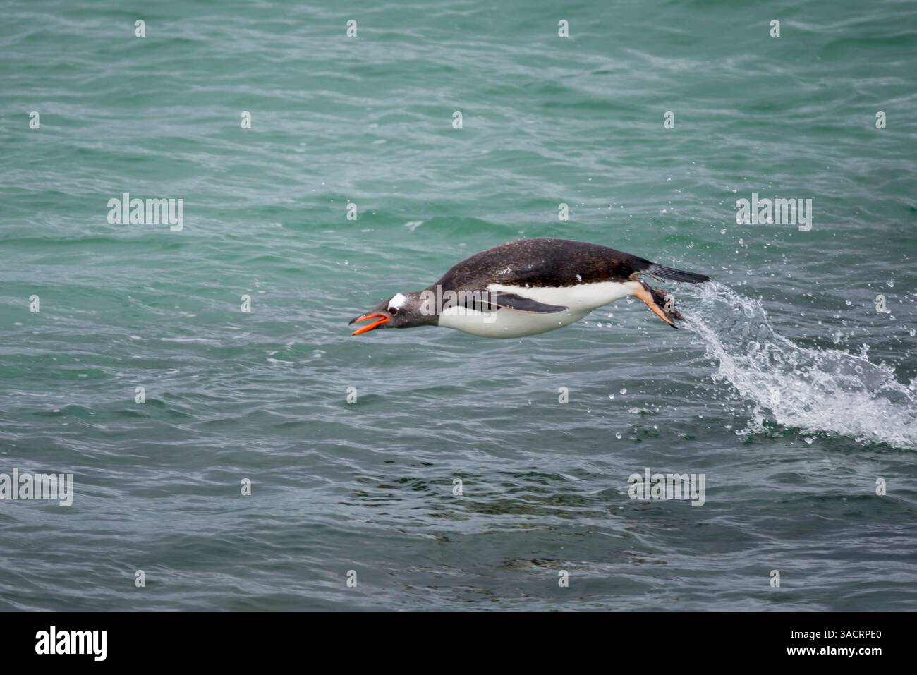 Falklandinseln. Ein Gentoo-Pinguin springt aus dem Wasser, während er im blau-grünen Wasser schwimmt. Stockfoto