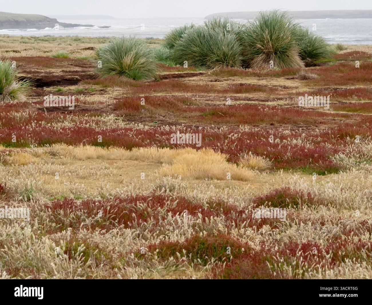 Falkland Island, Sea Lion Island. Puffgras. Ruaaoxk Gras wächst dicht entlang der Küste zusammen mit anderen bunten einheimischen Gräsern. Stockfoto