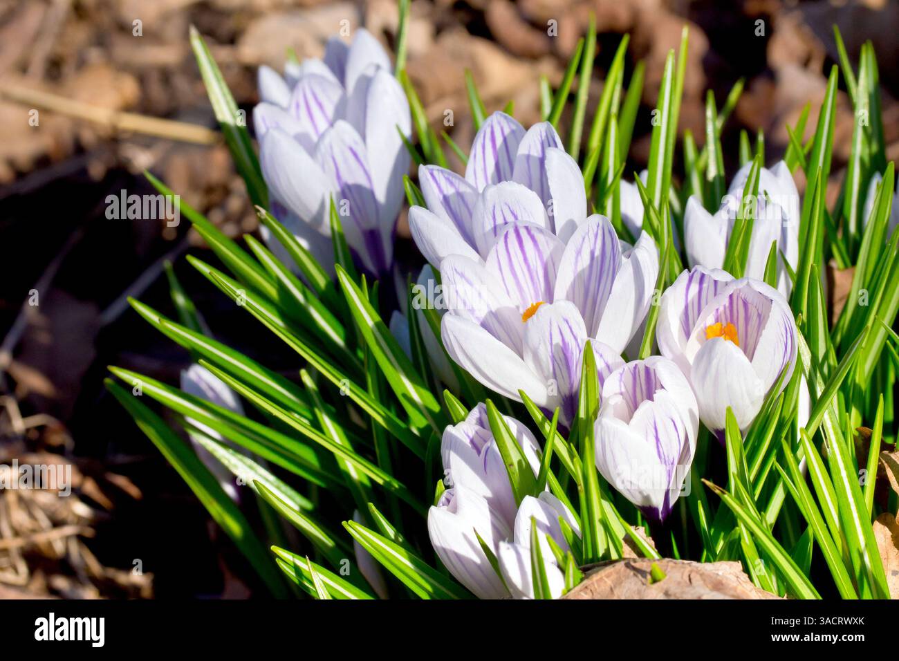 Krokus oder Krokusse (Crocus vernus), Nahaufnahme einer Gruppe blassvioletter Blüten der gewöhnlichen und bekannten Frühlingspflanze. Stockfoto