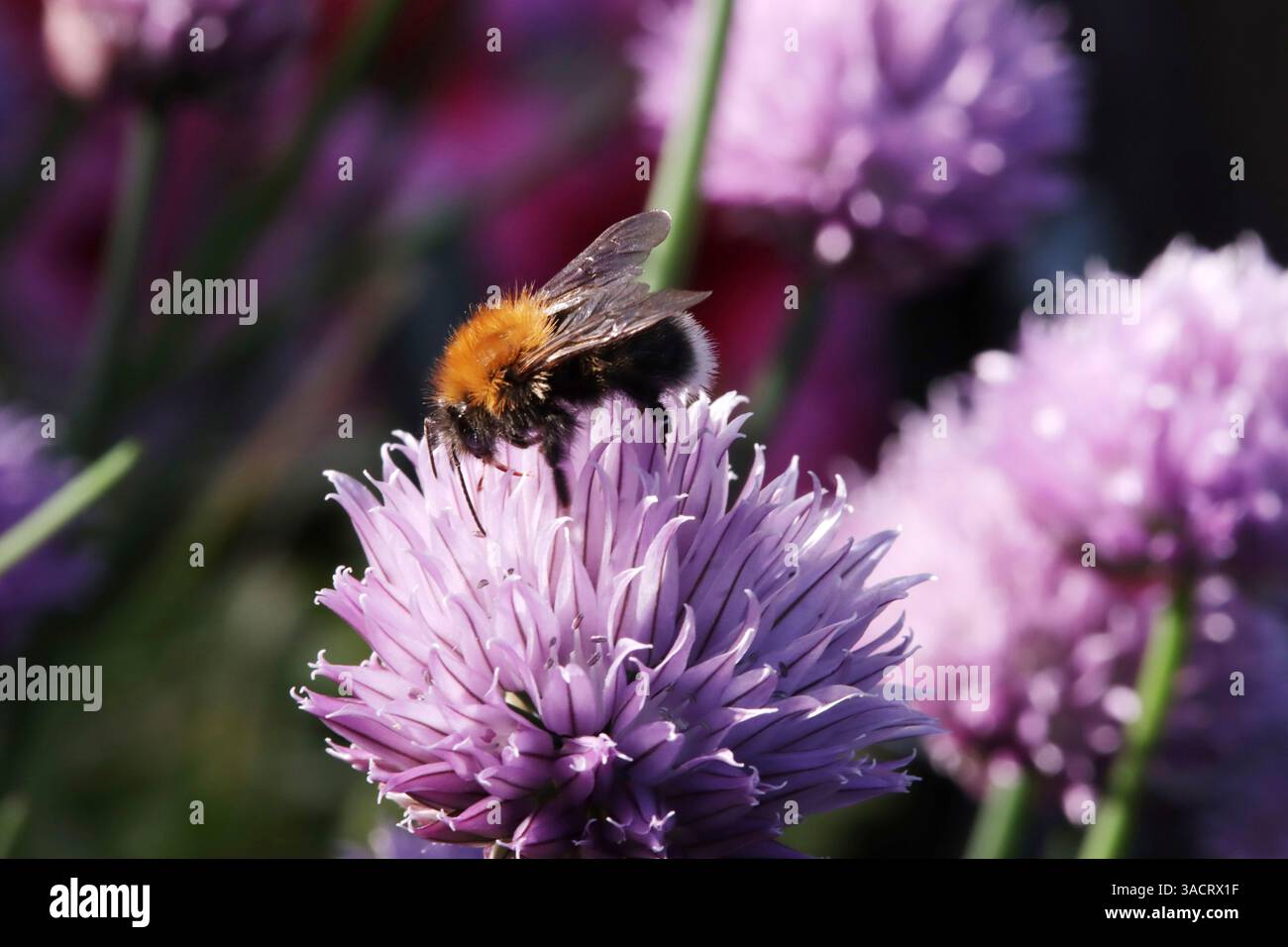 Baumhummel (Bombus hypnorum) am blühenden Schnittlauch (Allium schoenoprasum) im Hochbeet Stockfoto