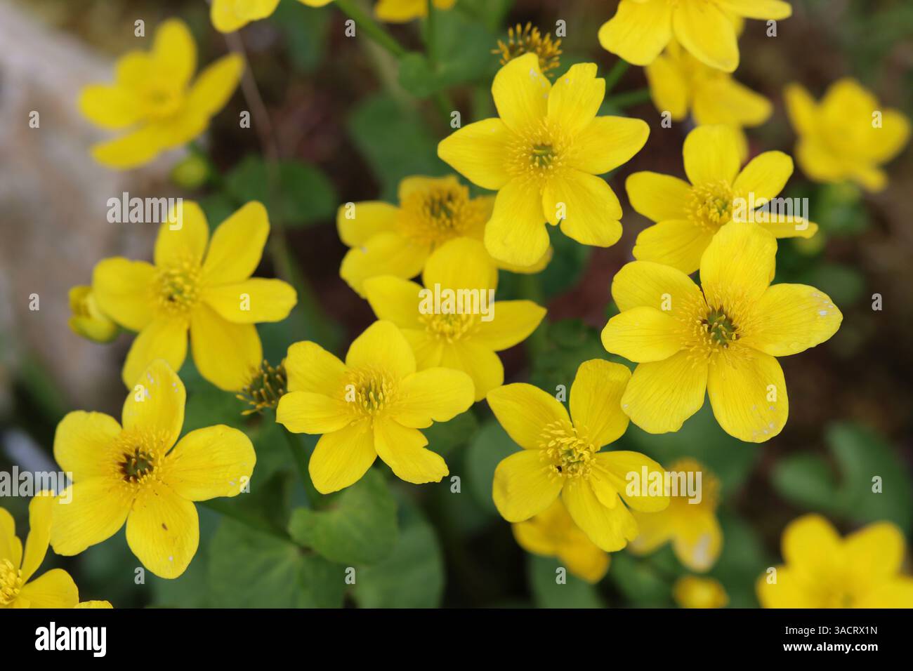 Marsh Ringelblume (Caltha palustris), auch bekannt als Sumpfblume, am Gartenteich Stockfoto