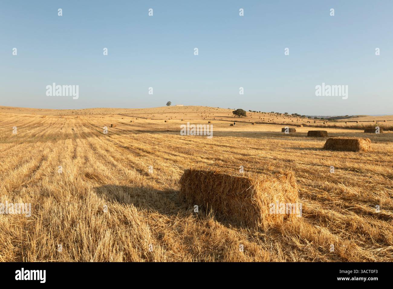 Heuballen auf einem Feld in Alentejo, Portugal Stockfoto