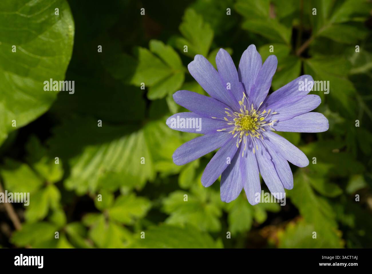 Blühende Anemone Blanda (Balkananemone) im Garten Stockfoto