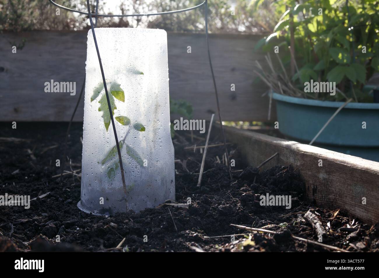 Tomatenpflanzen, die mit Cloche bedeckt sind, um vor Frost, kalten Temperaturen und Regen zu schützen. Kunststoffbehälter, die über jungen Pflanzensämlingen im Gartenbeet platziert werden Stockfoto