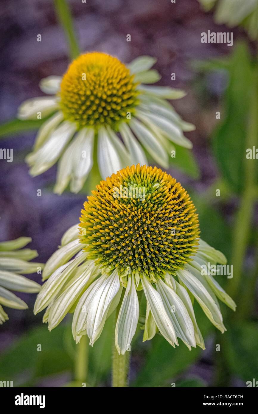 USA, Colorado, Fort Collins. Echinacea Blume Nahaufnahme. Als Fred Lord / Jaynes Gallery / DanitaDelimont.com Stockfoto