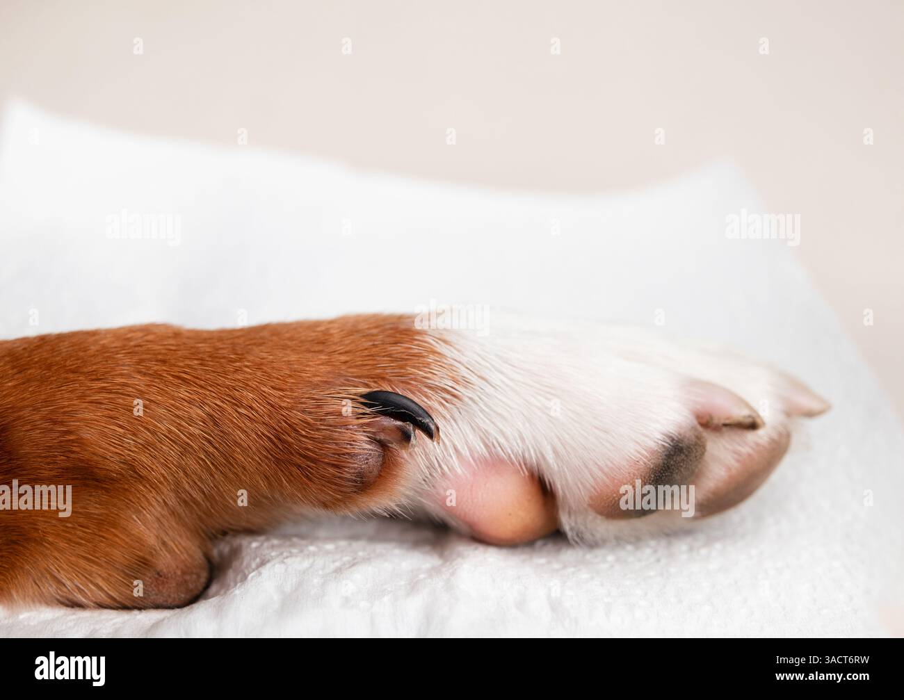 Geteilte Tau-Klaue an der Hundepfote. Nahaufnahme der Welpen-Taukralle gebrochen. Erste-Hilfe-Konzept des Hundes und wann der Tierarzt für Nagel- oder Klauenverletzungen aufgesucht werden muss. Weiblich Stockfoto