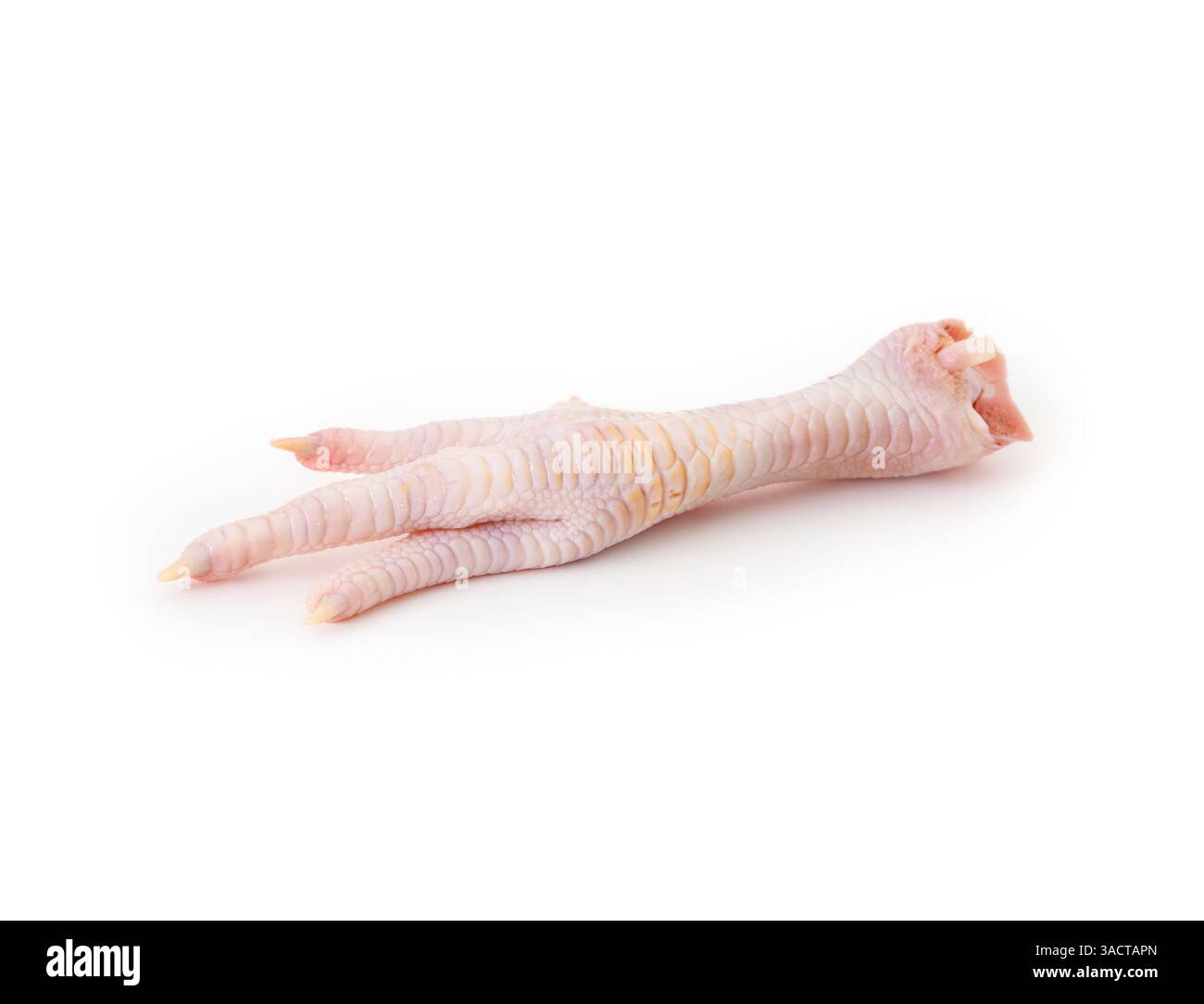 Isolierter roher Hähnchenfuß. Wird zum Kochen oder Rohfutter für Hunde und Katzen verwendet. Weißer Hintergrund. Selektiver Fokus. Stockfoto