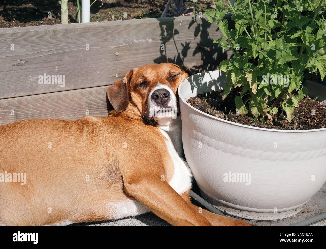 Entspannter Hund, der in der Sonne schläft, mit erhobenem Kopf. Lustiger Welpenhund, der in einer Ecke auf der Terrasse oder im Garten gequetscht wurde und die Sonne genießt. Haustiere im Sommer hitzebeständig Stockfoto