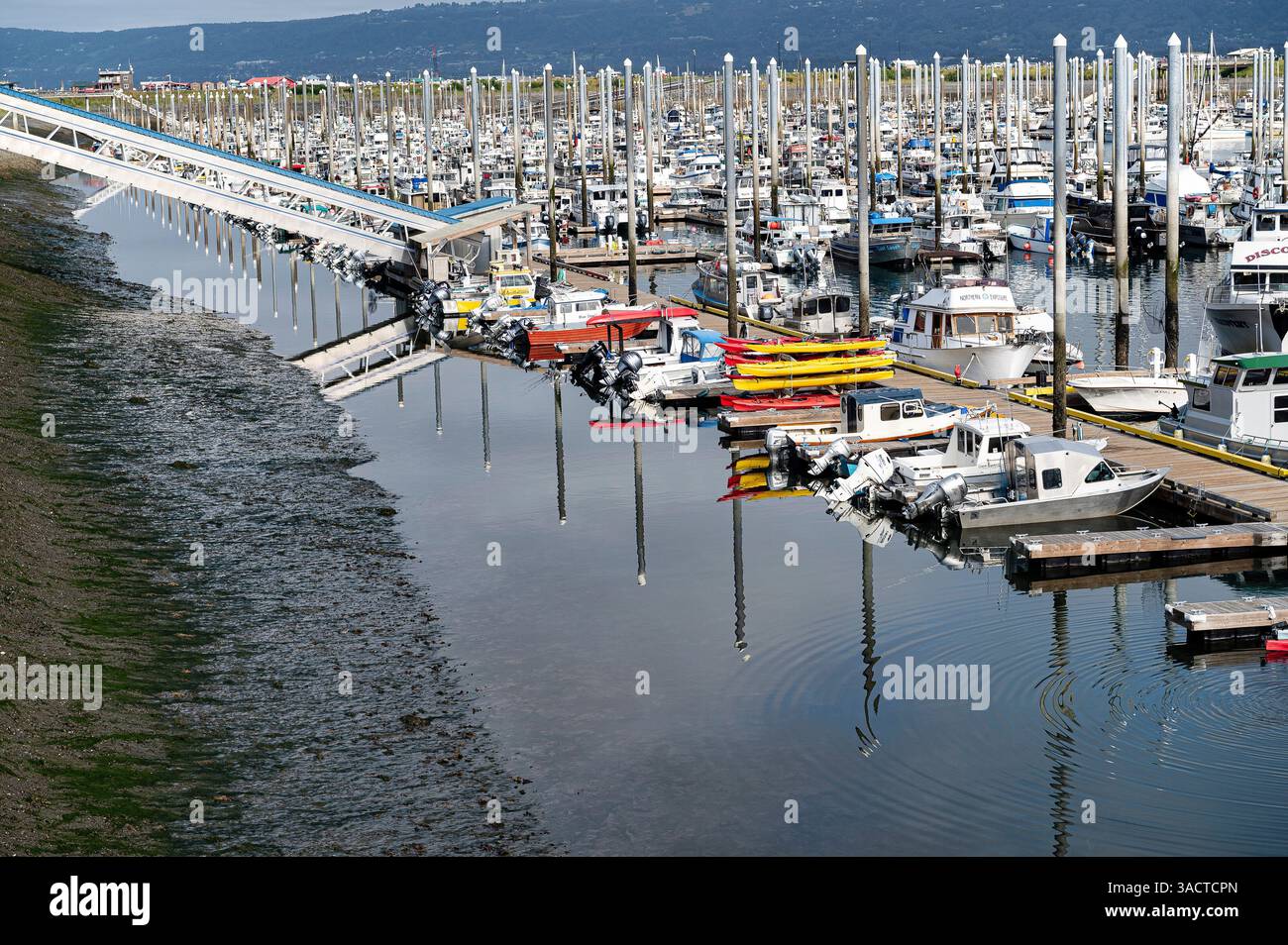 Der Yachthafen von Homer - Alaska Stockfoto