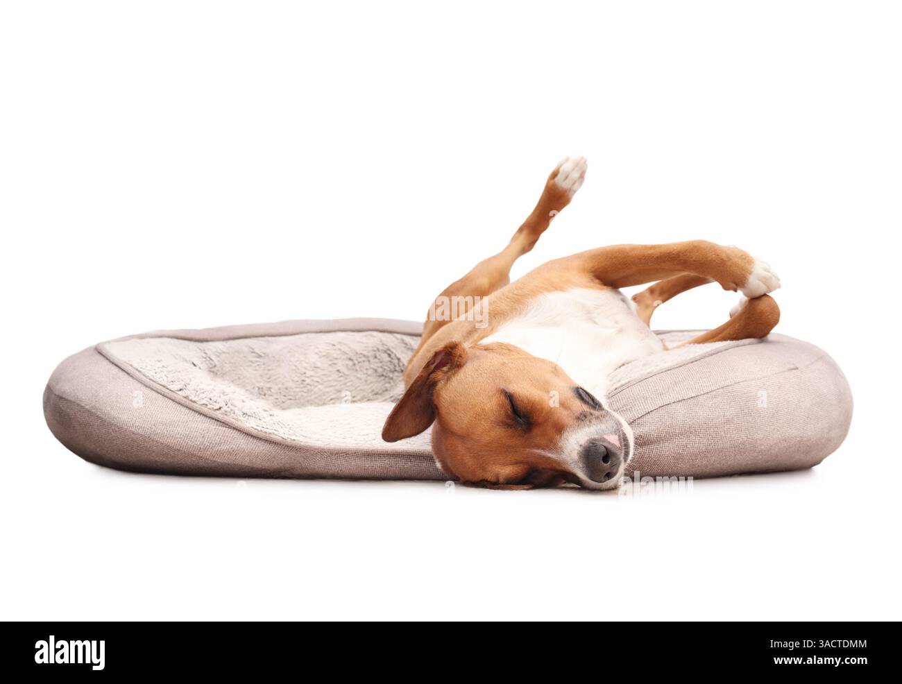 Entspannter Hund, der kopfüber im Hundebett schläft. Glücklicher Welpe mit hochgezogenen Beinen und offenem Bauch, der sich sicher und zufrieden fühlt oder sich abkühlt. Weibliche Harrier Stockfoto Entspannter Hund, der kopfüber im Hundebett schläft. Glücklicher Welpe mit hochgezogenen Beinen und offenem Bauch, der sich sicher und zufrieden fühlt oder sich abkühlt. Weibliche Harrier Stockfoto