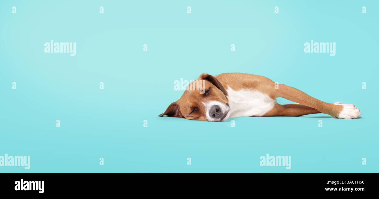 Entspannter Hund, der vor farbigem Hintergrund liegt. Müder Welpe mit ausgestreckten Beinen zur Seite und geschlossenen Augen, die sich sicher und sicher fühlen. Weibliche Har Stockfoto