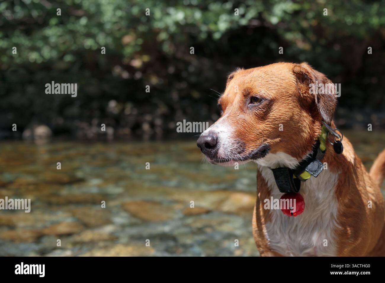 Glücklicher Hund am Fluss, der etwas ansieht. Glücklicher Welpe, der an einem heißen Sommertag eine Pause vom Schwimmen macht. Weibliche Harrier-Mischhund mit Bärenglocke Stockfoto Glücklicher Hund am Fluss, der etwas ansieht. Glücklicher Welpe, der an einem heißen Sommertag eine Pause vom Schwimmen macht. Weibliche Harrier-Mischhund mit Bärenglocke Stockfoto