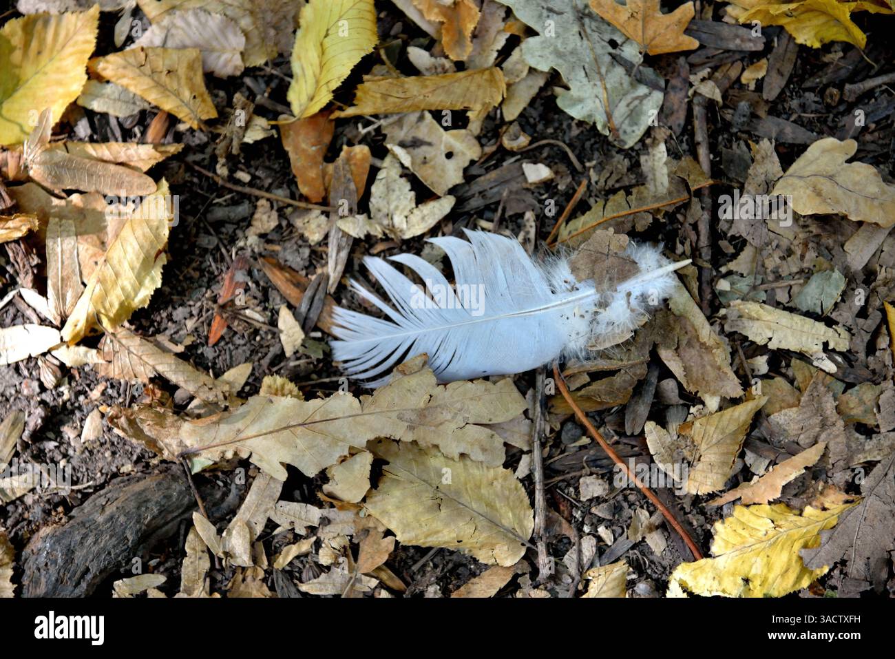 Mühelose Schönheit – Federn, die sanft auf dem Waldboden liegen und die Gelassenheit der Natur in einer zeitlosen Komposition festhalten. Stockfoto