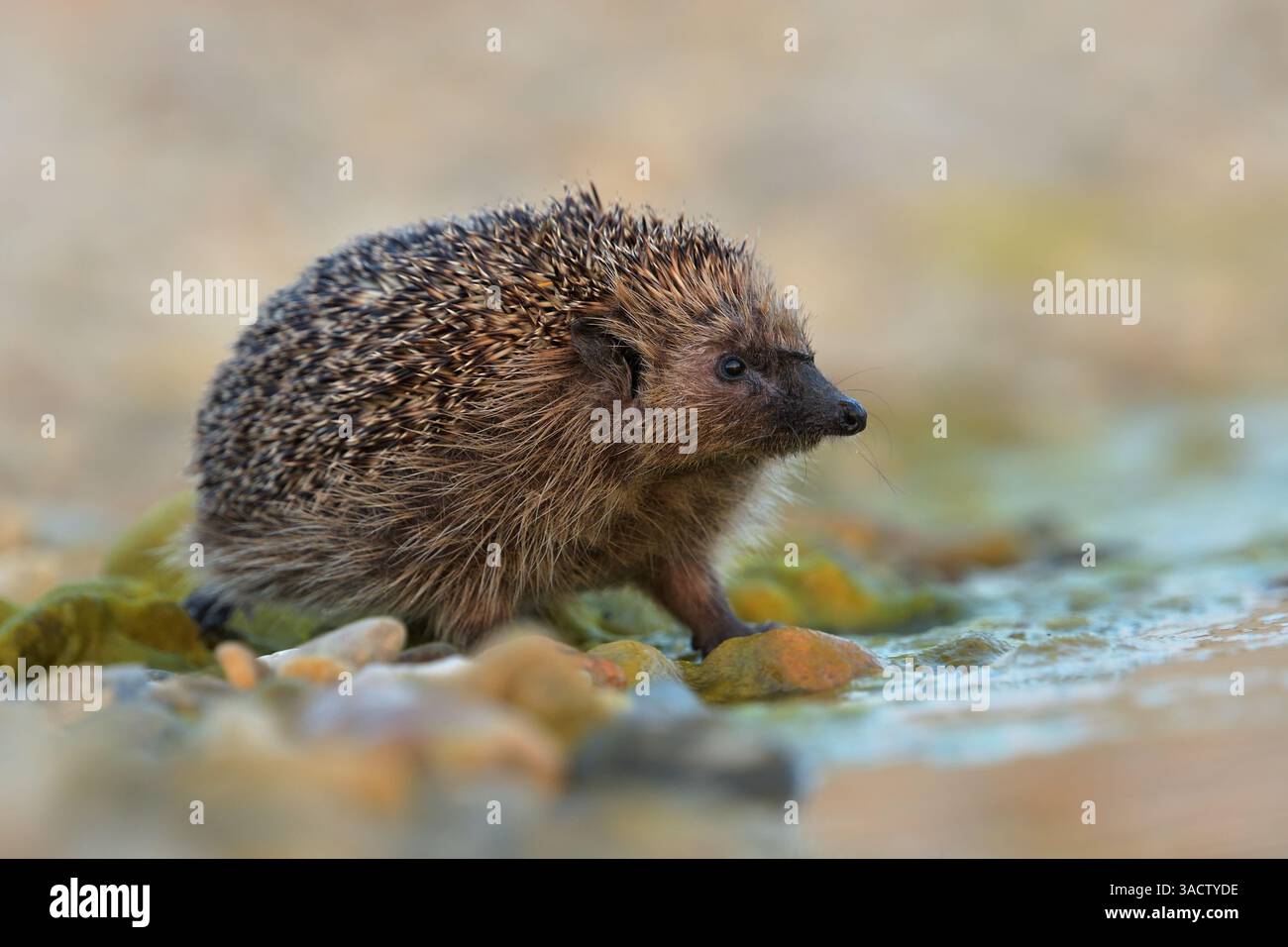 Nördlicher Weißbrust-Igel erinaceus roumanicus Bewohner von trockenem Tiefland Laubwald, Gestrüpp, Gärten, Dörfer, Städte, und Parks, Essen ist es Stockfoto