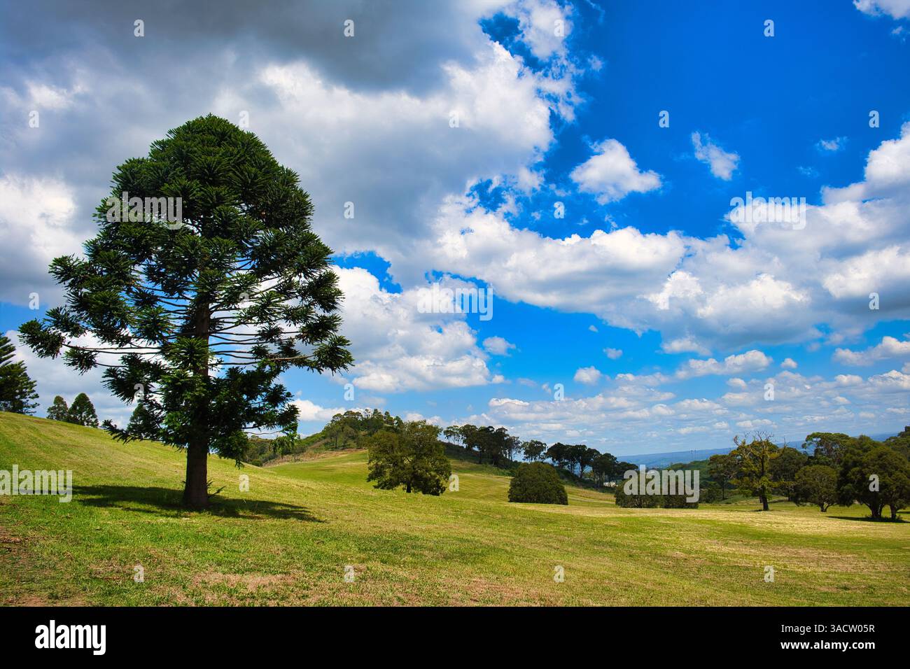 Hügel, Rasen und Bäume im Australian Botanic Garden Mount Annan in Sydney Stockfoto