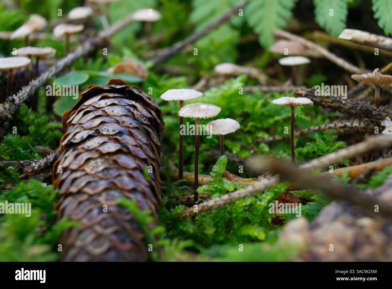 Waldboden mit kleinen Pilzen neben einem Fichtenzapfen, Moos und Zweigen Stockfoto