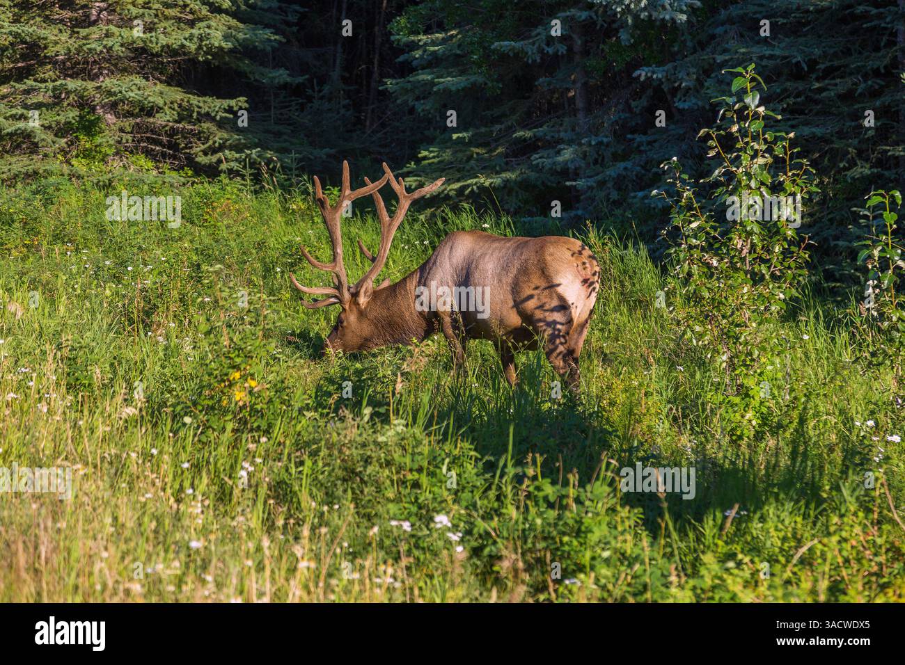 Jasper National Park, Wapiti Grazing, Alberta, Kanada Stockfoto