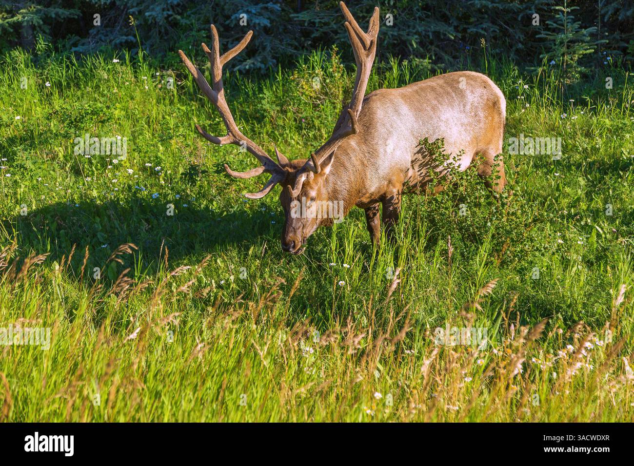 Jasper National Park, Wapiti Grazing, Alberta, Kanada Stockfoto