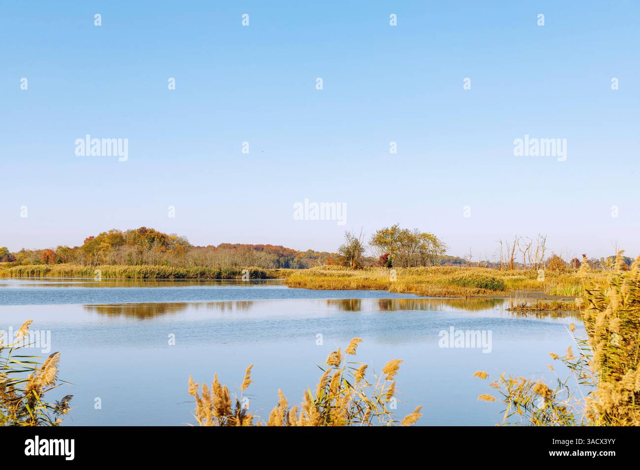 Marsh-Landschaft im Augustine Wildlife Refuge am Delaware River bei Odessa, New Castle County, Delaware, USA Stockfoto