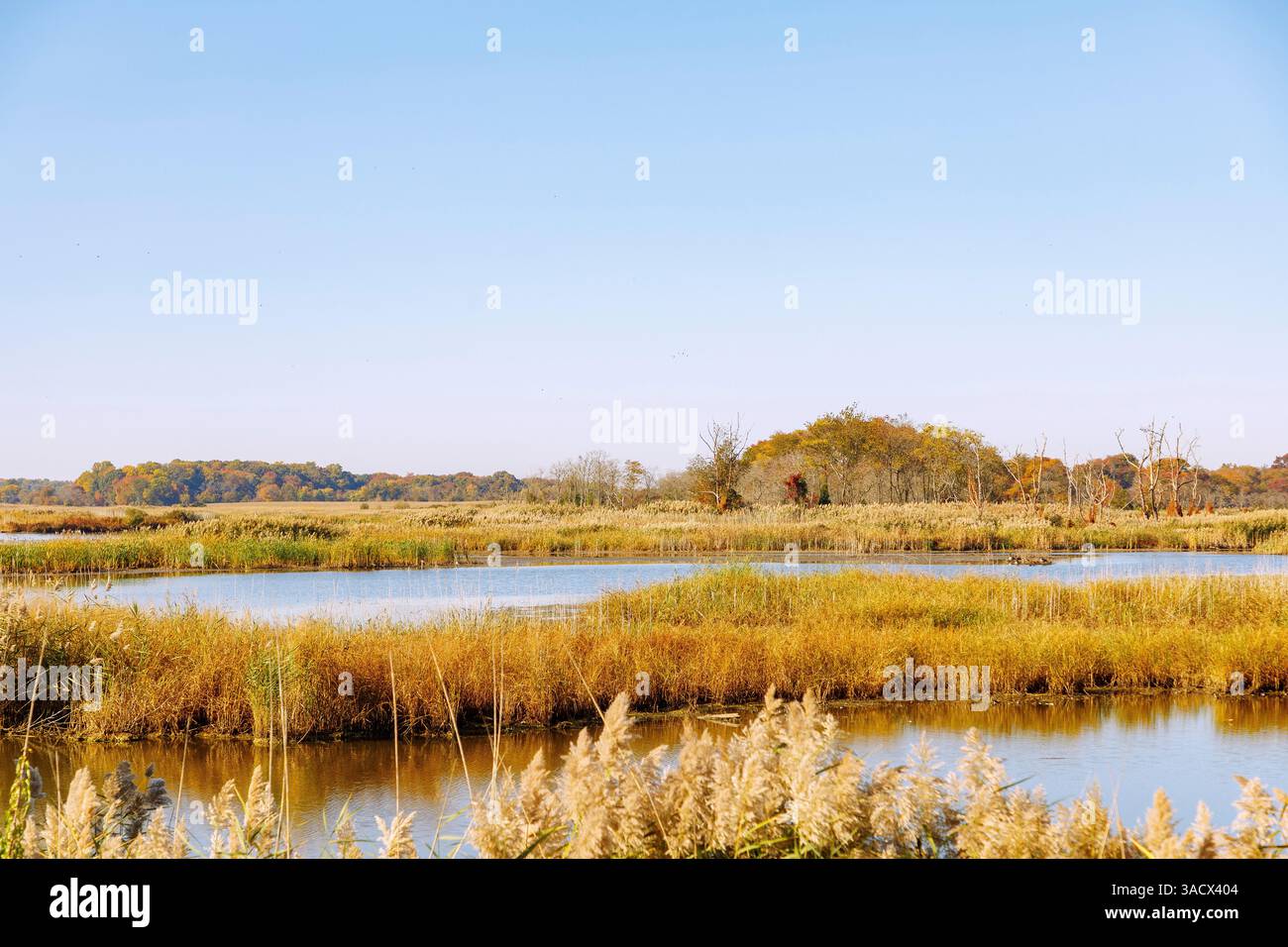 Marsh-Landschaft im Augustine Wildlife Refuge am Delaware River bei Odessa, New Castle County, Delaware, USA Stockfoto