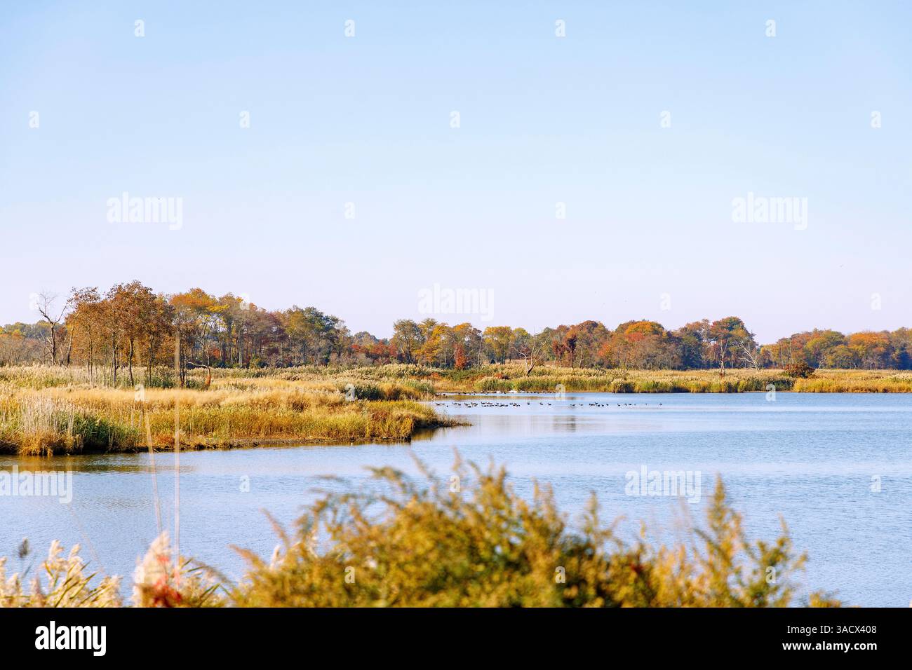Marsh-Landschaft im Augustine Wildlife Refuge am Delaware River bei Odessa, New Castle County, Delaware, USA Stockfoto