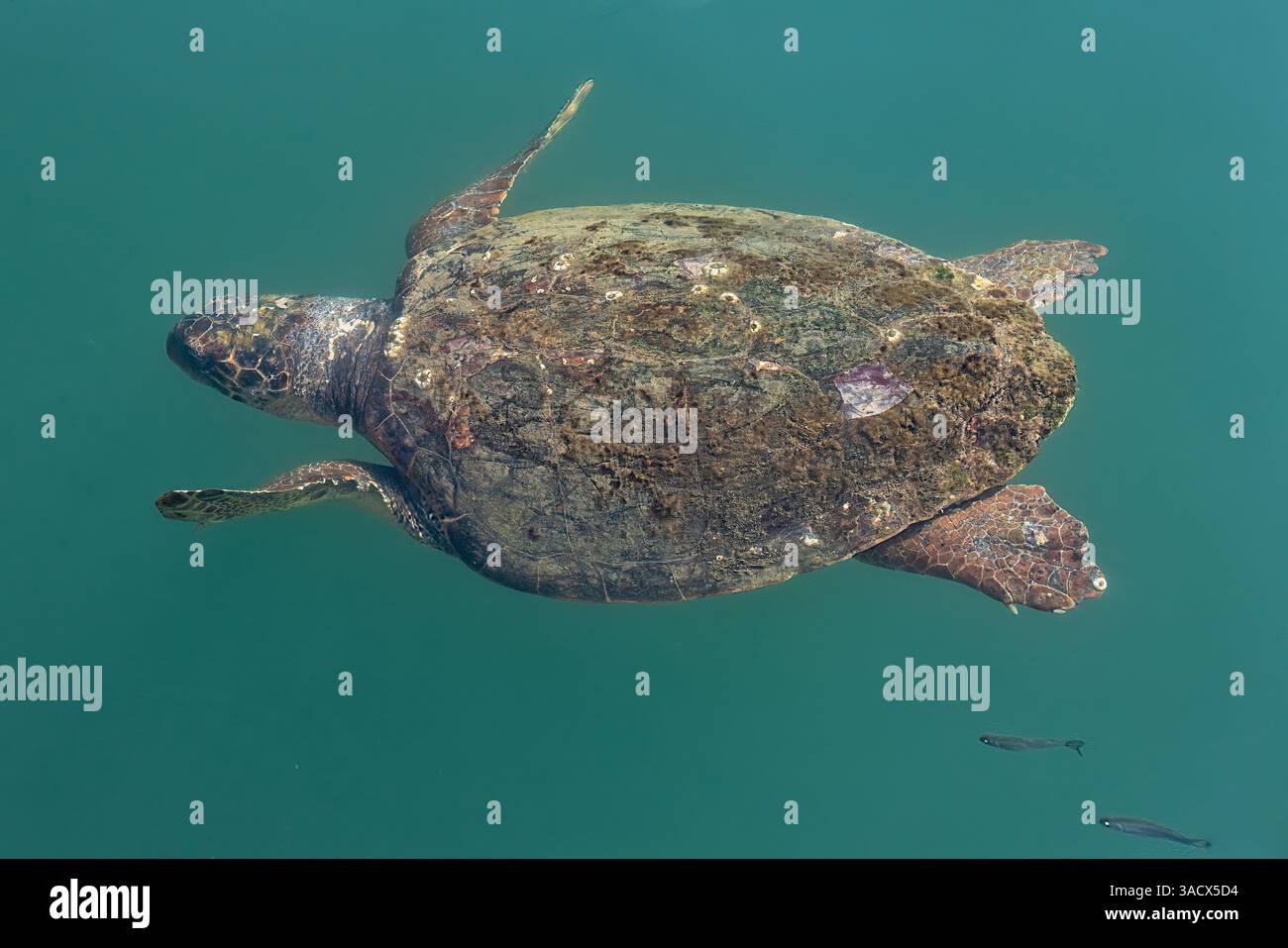 Eine große Meeresschildkröte schwimmt in klarem, grünlich-blauem Wasser, dessen Muschel mit Algen und Nasenkernen bedeckt ist. Kleine Fische begleiten sie und heben das Meeresökosystem und die beeindruckende Präsenz der Schildkröte hervor. Argostoli, Kefalonia, Griechenland Stockfoto