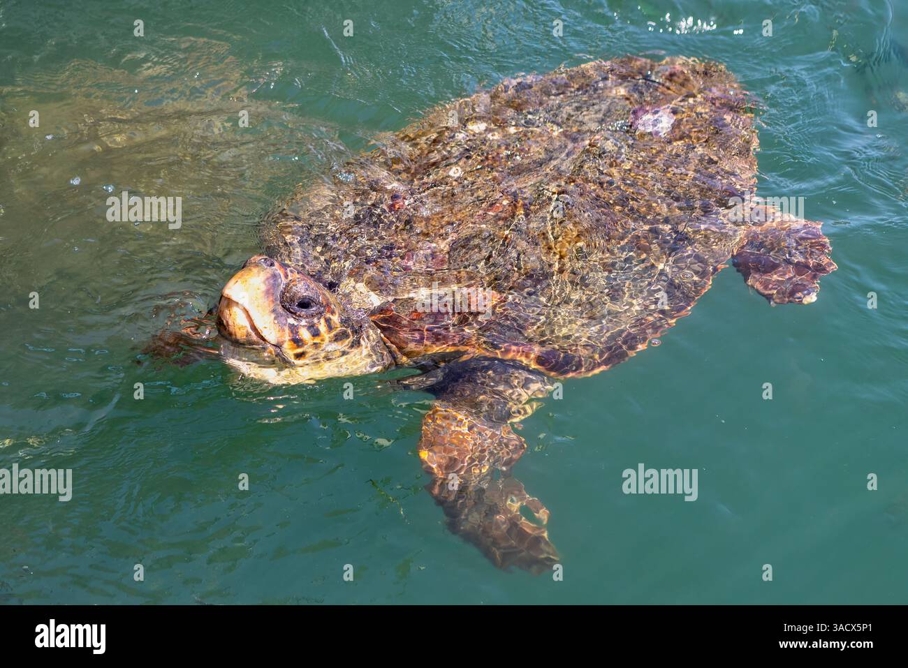 Eine große Meeresschildkröte schwimmt in klarem, grünlich-blauem Wasser, dessen Muschel mit Algen und Nasenkernen bedeckt ist. Kleine Fische begleiten sie und heben das Meeresökosystem und die beeindruckende Präsenz der Schildkröte hervor. Argostoli, Kefalonia, Griechenland Stockfoto