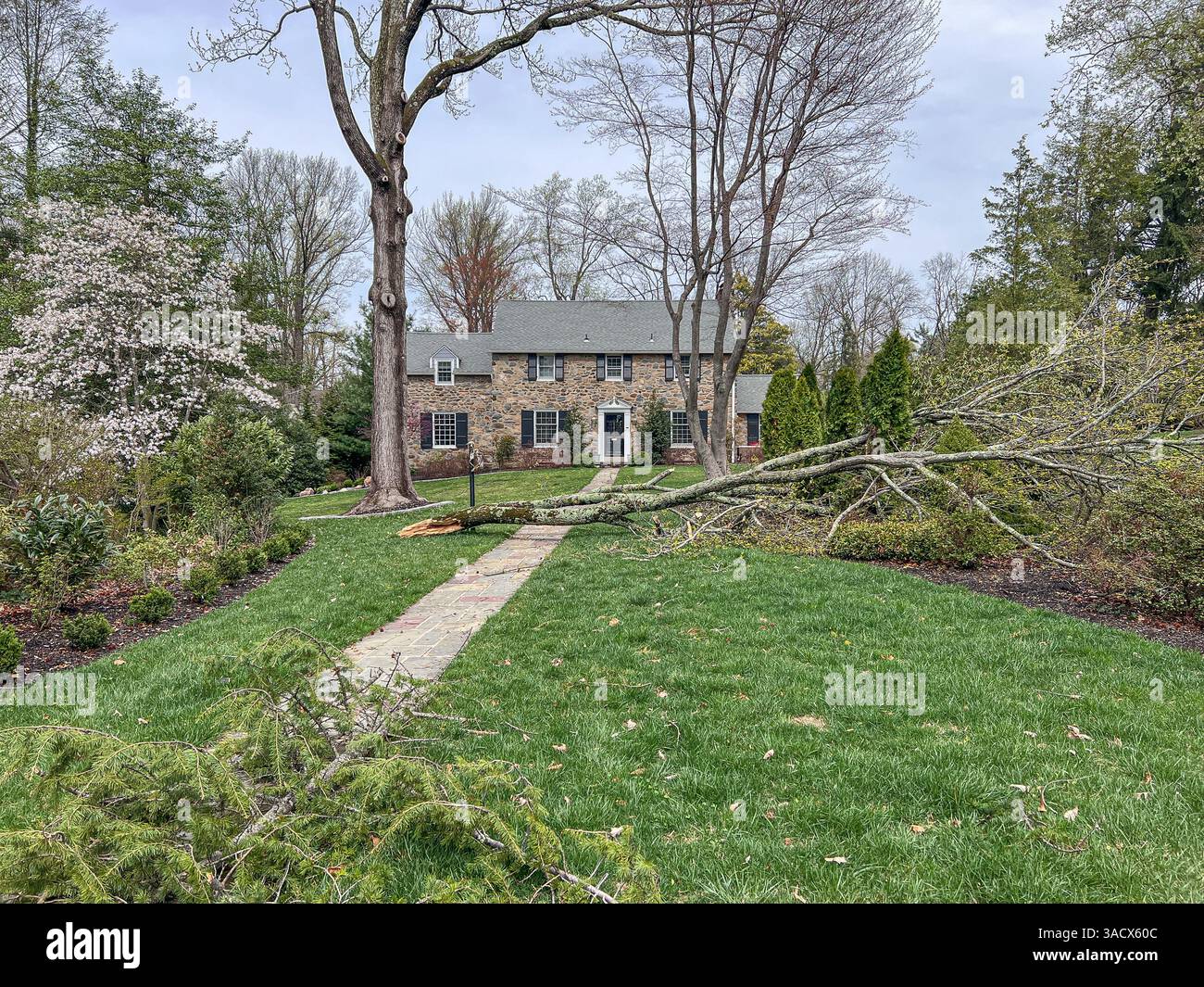 Ein heftiger Sturm über Nacht stürzte Bäume und beschädigte Autos in Media, PA Delaware County, USA. Tausende ohne Macht und geschlossene Schulbezirke. Stockfoto