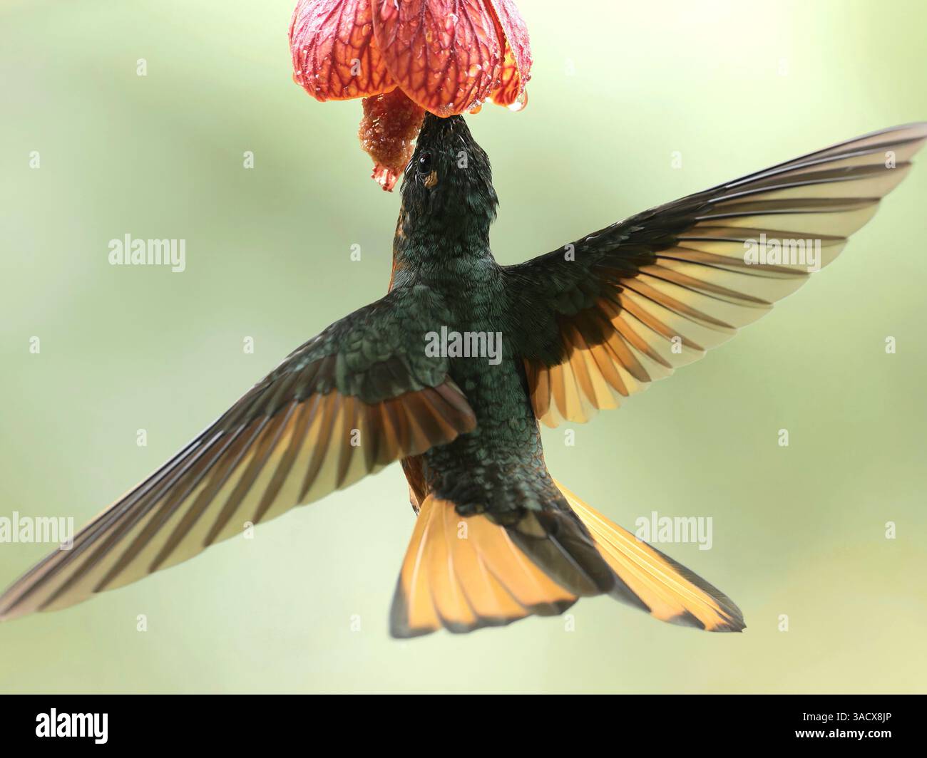 Chestnut Breasted Coronet Stockfoto