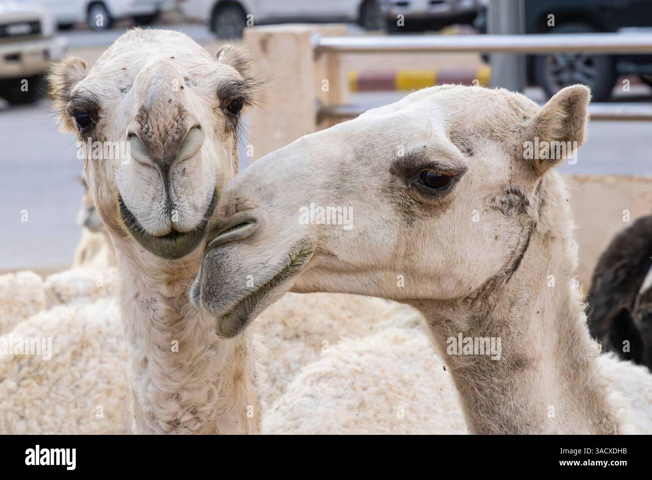 Saudi-Arabien, Al-Qassim, Buraydah. Kamele auf dem Al Qassim Viehmarkt. Stockfoto