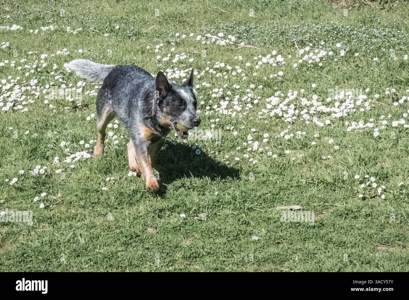 Bunji, der australische Rinderhund Blue heeler, der auf einer Wiese spielt Stockfoto