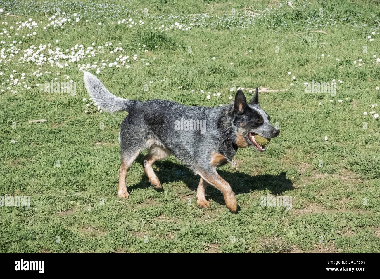 Bunji, der australische Rinderhund Blue heeler, der auf einer Wiese spielt Stockfoto